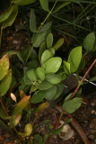 Simmondsia chinensis RCP7-10 128.jpg